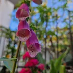 Tropical Garden - Full Floor * Varigotti