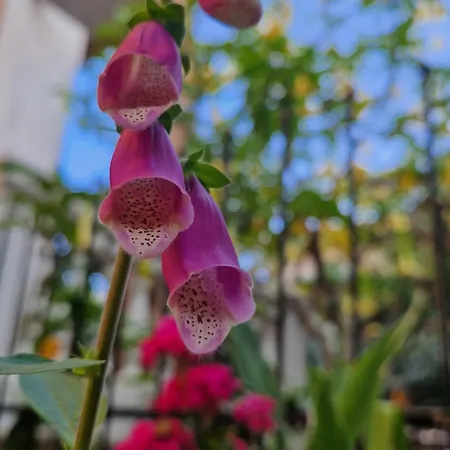 Tropical Garden - Full Floor * Varigotti
