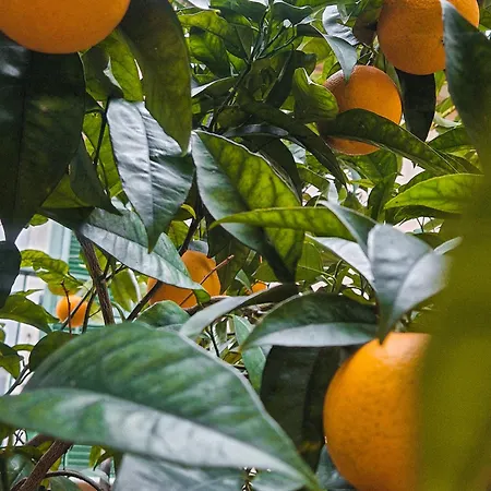 Apartmán Tropical Garden - Full Floor